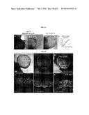 METHODS FOR GENERATING THE INNER EAR AND OTHER CRANIAL PLACODE-DERIVED     TISSUES USING PLURIPOTENT STEM CELLS diagram and image