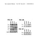 DETECTING CANCER WITH ANTI-CXCL13 AND ANTI-CXCR5 ANTIBODIES diagram and image