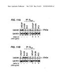 DETECTING CANCER WITH ANTI-CXCL13 AND ANTI-CXCR5 ANTIBODIES diagram and image