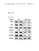 MICRO-RNA INHIBITORS AND THEIR USES IN DISEASE diagram and image