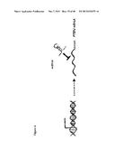 MICRO-RNA INHIBITORS AND THEIR USES IN DISEASE diagram and image