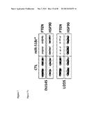 MICRO-RNA INHIBITORS AND THEIR USES IN DISEASE diagram and image