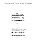 METHODS FOR DIAGNOSING AND TREATING ONCOGENIC KRAS-ASSOCIATED CANCER diagram and image