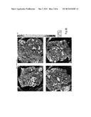 Pulmonary Delivery of Messenger RNA diagram and image