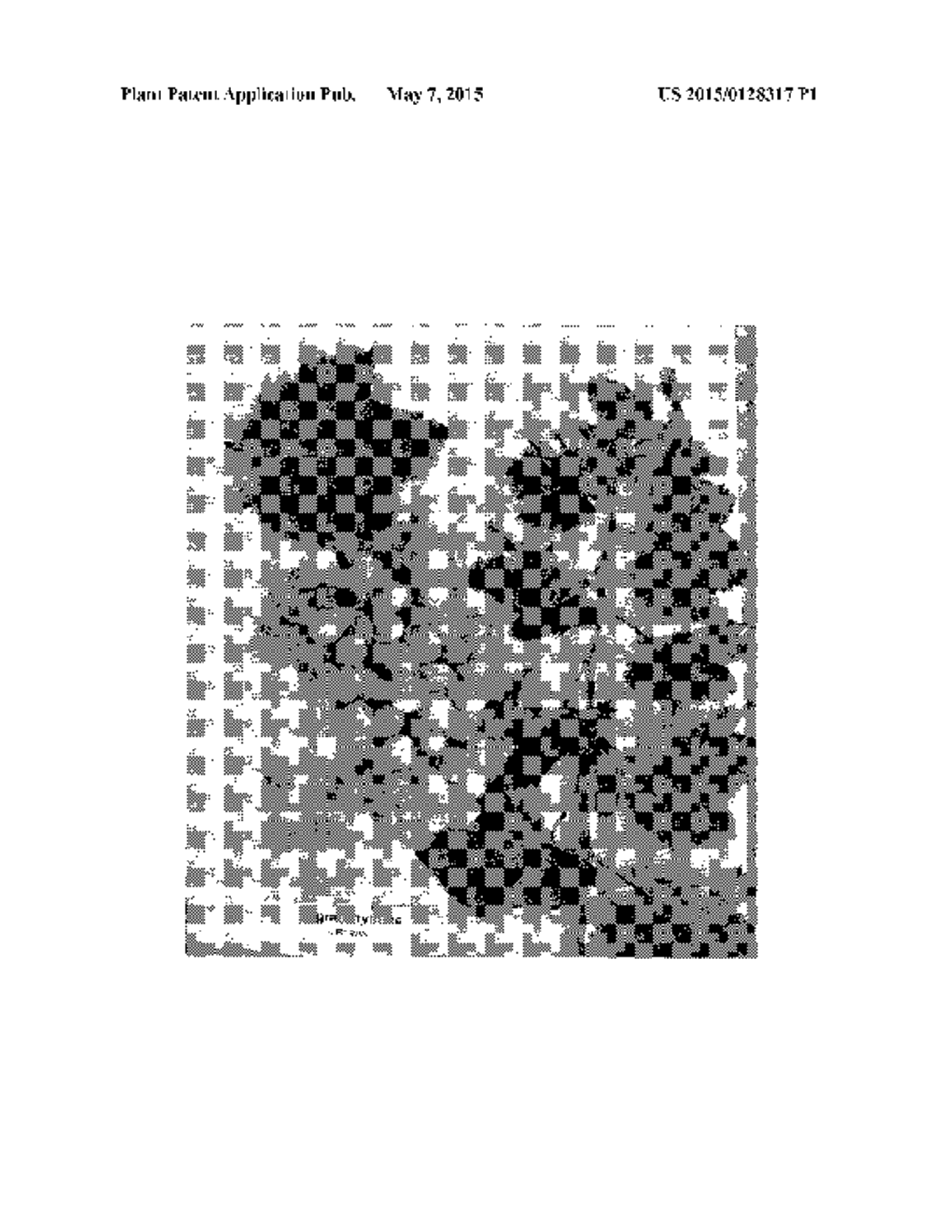 Grapevine plant named Sugrafortythree - diagram, schematic, and image 04