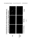 Compositions and Imaging Methods Comprising Detectably Labeled     Phosphatidylethanolamine-Binding Peptides diagram and image