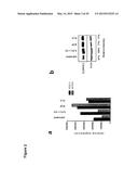 COMBINATION THERAPY INVOLVING ANTIBODIES AGAINST CLAUDIN 18.2 FOR     TREATMENT OF CANCER diagram and image