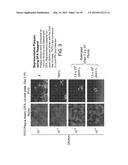 Methods, Compounds and Compositions for Treatment of Influenza and     Parainfluenza Patients diagram and image