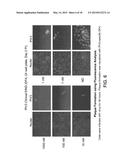 Methods, Compounds and Compositions for Treatment of Influenza and     Parainfluenza Patients diagram and image