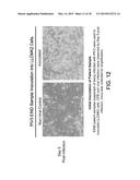 Methods, Compounds and Compositions for Treatment of Influenza and     Parainfluenza Patients diagram and image