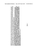 Humanized Antibodies Targeting the EC1 Domain of Cadherin-11 and Related     Compositions and Methods diagram and image