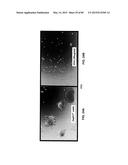 Humanized Antibodies Targeting the EC1 Domain of Cadherin-11 and Related     Compositions and Methods diagram and image