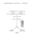 HUMAN BISPECIFIC EGFRvIII ANTIBODY ENGAGING MOLECULES diagram and image