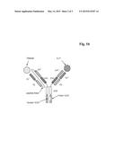 BISPECIFIC ANTIBODIES AGAINST HUMAN TWEAK AND HUMAN 1L17 AND USES THEREOF diagram and image