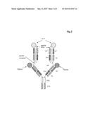 BISPECIFIC ANTIBODIES AGAINST HUMAN TWEAK AND HUMAN 1L17 AND USES THEREOF diagram and image