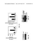 METHODS OF MODULATING ANGIOGENESIS VIA TRPV4 diagram and image