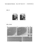 METHODS FOR DISPLAYING POLYPEPTIDES AND USES THEREOF diagram and image