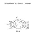 AGENTS AND DEVICES FOR AFFECTING NERVE FUNCTION diagram and image