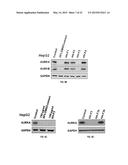 ANTI-CANCER EXTRACT AND COMPOUNDS diagram and image