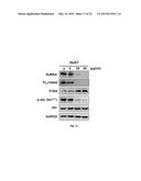 ANTI-CANCER EXTRACT AND COMPOUNDS diagram and image