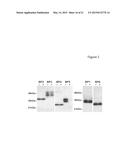 PREGNANCY-ASSOCIATED PLASMA PROTEIN-A2 (PAPP-A2) POLYNUCLEOTIDES diagram and image