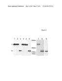 PREGNANCY-ASSOCIATED PLASMA PROTEIN-A2 (PAPP-A2) POLYNUCLEOTIDES diagram and image