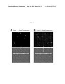 IDENTIFICATION OF ATYPICAL ANTIBODIES IN HUMAN BLOOD AND BLOOD PRODUCTS diagram and image