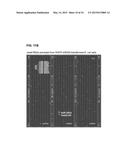 COMPOSITION FOR PRODUCING MICRORNA PRECURSORS AS DRUGS FOR ENHANCING WOUND     HEALING AND PRODUCTION METHOD OF THE MICRORNA PRECURSORS diagram and image