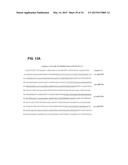 COMPOSITION FOR PRODUCING MICRORNA PRECURSORS AS DRUGS FOR ENHANCING WOUND     HEALING AND PRODUCTION METHOD OF THE MICRORNA PRECURSORS diagram and image