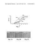 SCALABLE PRIMATE PLURIPOTENT STEM CELL AGGREGATE SUSPENSION CULTURE AND     DIFFERENTIATION THEREOF diagram and image