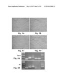 SCALABLE PRIMATE PLURIPOTENT STEM CELL AGGREGATE SUSPENSION CULTURE AND     DIFFERENTIATION THEREOF diagram and image