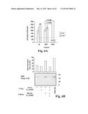 SCALABLE PRIMATE PLURIPOTENT STEM CELL AGGREGATE SUSPENSION CULTURE AND     DIFFERENTIATION THEREOF diagram and image