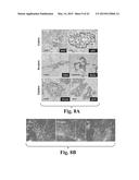 SCALABLE PRIMATE PLURIPOTENT STEM CELL AGGREGATE SUSPENSION CULTURE AND     DIFFERENTIATION THEREOF diagram and image