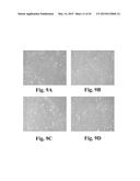 SCALABLE PRIMATE PLURIPOTENT STEM CELL AGGREGATE SUSPENSION CULTURE AND     DIFFERENTIATION THEREOF diagram and image