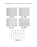 SCALABLE PRIMATE PLURIPOTENT STEM CELL AGGREGATE SUSPENSION CULTURE AND     DIFFERENTIATION THEREOF diagram and image