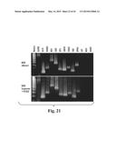 SCALABLE PRIMATE PLURIPOTENT STEM CELL AGGREGATE SUSPENSION CULTURE AND     DIFFERENTIATION THEREOF diagram and image