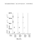 SCALABLE PRIMATE PLURIPOTENT STEM CELL AGGREGATE SUSPENSION CULTURE AND     DIFFERENTIATION THEREOF diagram and image