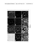 QUANTITATIVE IN SITU CHARACTERIZATION OF BIOLOGICAL SAMPLES diagram and image