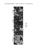 QUANTITATIVE IN SITU CHARACTERIZATION OF BIOLOGICAL SAMPLES diagram and image