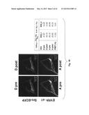 Na+/K+-ATPase-Specific Peptide Inhibitors/Activators of Src and Src Family     Kinases diagram and image