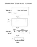 Na+/K+-ATPase-Specific Peptide Inhibitors/Activators of Src and Src Family     Kinases diagram and image