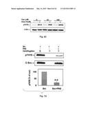 Na+/K+-ATPase-Specific Peptide Inhibitors/Activators of Src and Src Family     Kinases diagram and image