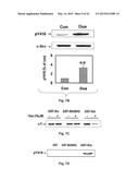 Na+/K+-ATPase-Specific Peptide Inhibitors/Activators of Src and Src Family     Kinases diagram and image