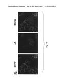 Na+/K+-ATPase-Specific Peptide Inhibitors/Activators of Src and Src Family     Kinases diagram and image