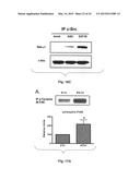 Na+/K+-ATPase-Specific Peptide Inhibitors/Activators of Src and Src Family     Kinases diagram and image