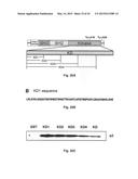 Na+/K+-ATPase-Specific Peptide Inhibitors/Activators of Src and Src Family     Kinases diagram and image