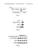 SCREENING METHOD, PROTEIN INSTABILITY AND/OR STABILITY INDUCERS, AND     PROTEIN ACTIVITY ASSESSMENT diagram and image