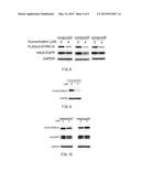 SCREENING METHOD, PROTEIN INSTABILITY AND/OR STABILITY INDUCERS, AND     PROTEIN ACTIVITY ASSESSMENT diagram and image