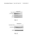 SCREENING METHOD, PROTEIN INSTABILITY AND/OR STABILITY INDUCERS, AND     PROTEIN ACTIVITY ASSESSMENT diagram and image