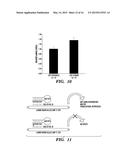 INHIBITORS OF MICRORNAs THAT REGULATE PRODUCTION OF ATRIAL NATRIURETIC     PEPTIDE (ANP) AS THERAPEUTICS AND USES THEREOF diagram and image